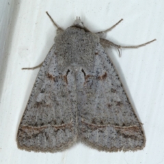 Pantydia sparsa (Noctuid Moth) at Ainslie, ACT - 23 Sep 2020 by jb2602