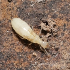 Nasutitermes sp. (genus) at Acton, ACT - 27 Sep 2020