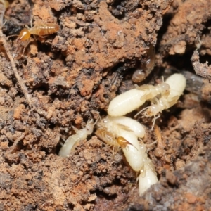 Nasutitermes sp. (genus) at Acton, ACT - 27 Sep 2020