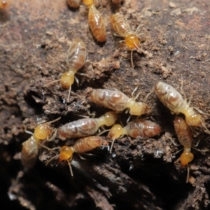 Nasutitermes sp. (genus) at Acton, ACT - 27 Sep 2020