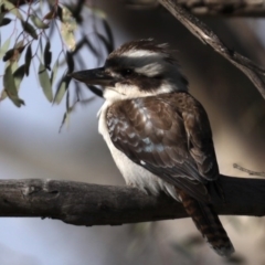 Dacelo novaeguineae (Laughing Kookaburra) at Hackett, ACT - 23 Sep 2020 by jb2602