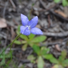 Wahlenbergia sp. (Bluebell) at Isaacs Ridge - 27 Sep 2020 by Mike