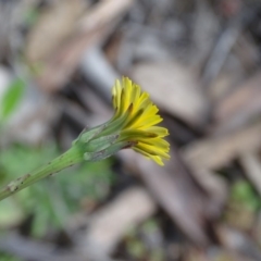 Hypochaeris glabra (Smooth Catsear) at Jerrabomberra, ACT - 27 Sep 2020 by Mike