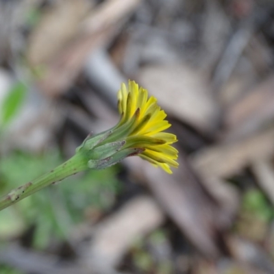 Hypochaeris glabra (Smooth Catsear) at Isaacs Ridge - 27 Sep 2020 by Mike