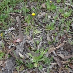 Hypochaeris glabra at Jerrabomberra, ACT - 27 Sep 2020