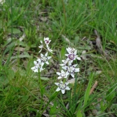 Wurmbea dioica subsp. dioica (Early Nancy) at Jerrabomberra, ACT - 27 Sep 2020 by Mike