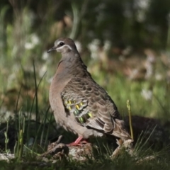Phaps chalcoptera (Common Bronzewing) at Hackett, ACT - 23 Sep 2020 by jb2602