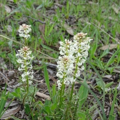 Stackhousia monogyna (Creamy Candles) at Isaacs Ridge - 27 Sep 2020 by Mike