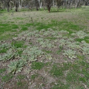 Verbascum thapsus subsp. thapsus at Isaacs Ridge Offset Area - 27 Sep 2020