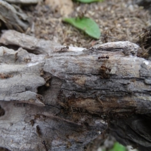 Papyrius nitidus at Jerrabomberra, ACT - 27 Sep 2020