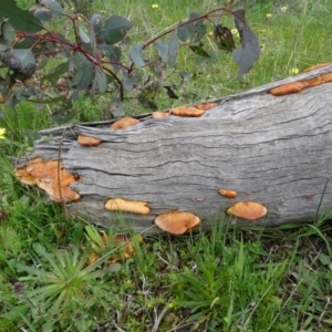 Trametes coccinea at Isaacs Ridge Offset Area - 27 Sep 2020 12:54 PM