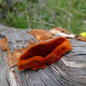 Trametes coccinea at Isaacs Ridge Offset Area - 27 Sep 2020 12:54 PM