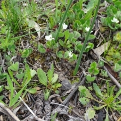 Microtis sp. (Onion Orchid) at Jerrabomberra, ACT - 27 Sep 2020 by Mike