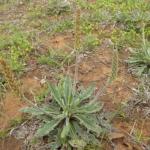 Plantago varia at Mitchell, ACT - 27 Sep 2020