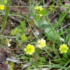 Trifolium campestre (Hop Clover) at Isaacs Ridge Offset Area - 27 Sep 2020 by Mike