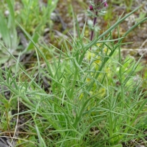 Eryngium ovinum at Jerrabomberra, ACT - 27 Sep 2020 12:46 PM