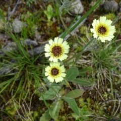 Tolpis barbata (Yellow Hawkweed) at Jerrabomberra, ACT - 27 Sep 2020 by Mike