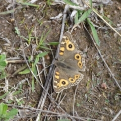 Junonia villida (Meadow Argus) at Symonston, ACT - 27 Sep 2020 by Mike