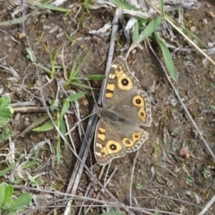 Junonia villida (Meadow Argus) at Isaacs Ridge Offset Area - 27 Sep 2020 by Mike