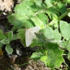 Scopula rubraria (Reddish Wave, Plantain Moth) at Symonston, ACT - 27 Sep 2020 by Mike