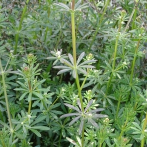 Galium aparine at Isaacs Ridge - 27 Sep 2020 12:14 PM