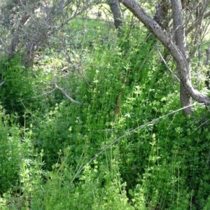 Galium aparine at Isaacs Ridge - 27 Sep 2020 12:14 PM