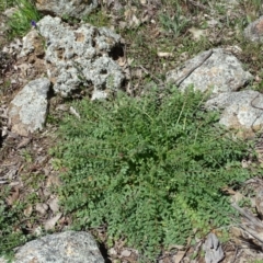 Sanguisorba minor (Salad Burnet, Sheep's Burnet) at Symonston, ACT - 27 Sep 2020 by Mike