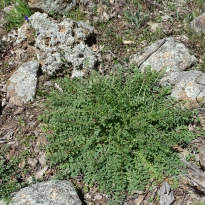 Sanguisorba minor (Salad Burnet, Sheep's Burnet) at Symonston, ACT - 27 Sep 2020 by Mike