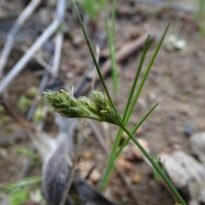 Carex inversa at Symonston, ACT - 27 Sep 2020 12:08 PM