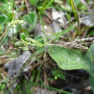 Carex inversa at Symonston, ACT - 27 Sep 2020