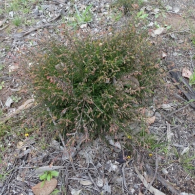 Bossiaea buxifolia (Matted Bossiaea) at Symonston, ACT - 27 Sep 2020 by Mike