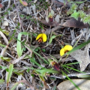 Bossiaea buxifolia at Symonston, ACT - 27 Sep 2020