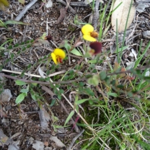 Bossiaea buxifolia at Symonston, ACT - 27 Sep 2020