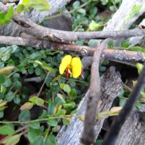 Bossiaea buxifolia at Symonston, ACT - 27 Sep 2020