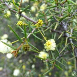 Acacia ulicifolia at Symonston, ACT - 27 Sep 2020 11:53 AM