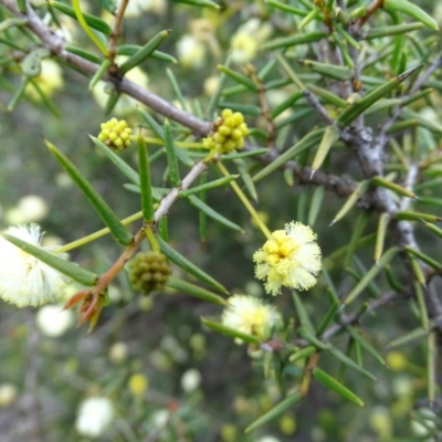 Acacia ulicifolia (Prickly Moses) at Isaacs Ridge Offset Area - 27 Sep 2020 by Mike