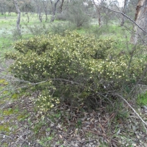 Acacia ulicifolia at Symonston, ACT - 27 Sep 2020