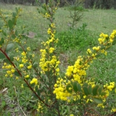 Acacia buxifolia subsp. buxifolia (Box-leaf Wattle) at Isaacs Ridge Offset Area - 27 Sep 2020 by Mike