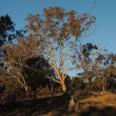 Eucalyptus melliodora (Yellow Box) at Melrose - 30 May 2020 by michaelb