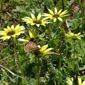 Junonia villida at Jerrabomberra, ACT - 27 Sep 2020