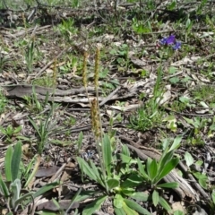 Plantago varia (Native Plaintain) at Isaacs Ridge Offset Area - 27 Sep 2020 by Mike