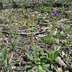 Plantago varia at Jerrabomberra, ACT - 27 Sep 2020