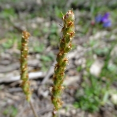 Plantago varia at Jerrabomberra, ACT - 27 Sep 2020