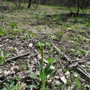 Plantago varia at Jerrabomberra, ACT - 27 Sep 2020