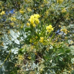 Acacia baileyana at Jerrabomberra, ACT - 27 Sep 2020