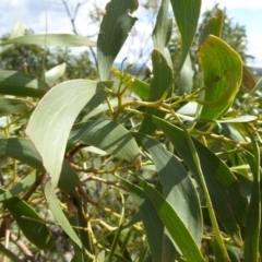 Acacia implexa at Lyneham, ACT - 27 Sep 2020