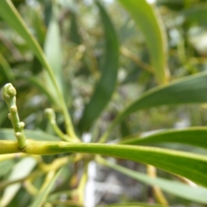 Acacia implexa at Lyneham, ACT - 27 Sep 2020