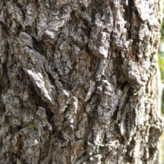 Acacia implexa at Lyneham, ACT - 27 Sep 2020