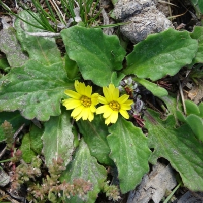 Cymbonotus sp. (preissianus or lawsonianus) (Bears Ears) at Isaacs Ridge and Nearby - 27 Sep 2020 by Mike