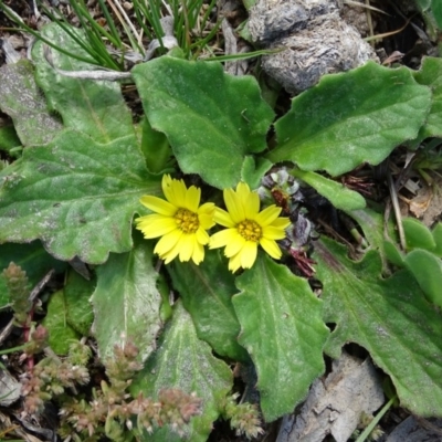 Cymbonotus sp. (preissianus or lawsonianus) (Bears Ears) at Isaacs Ridge Offset Area - 27 Sep 2020 by Mike